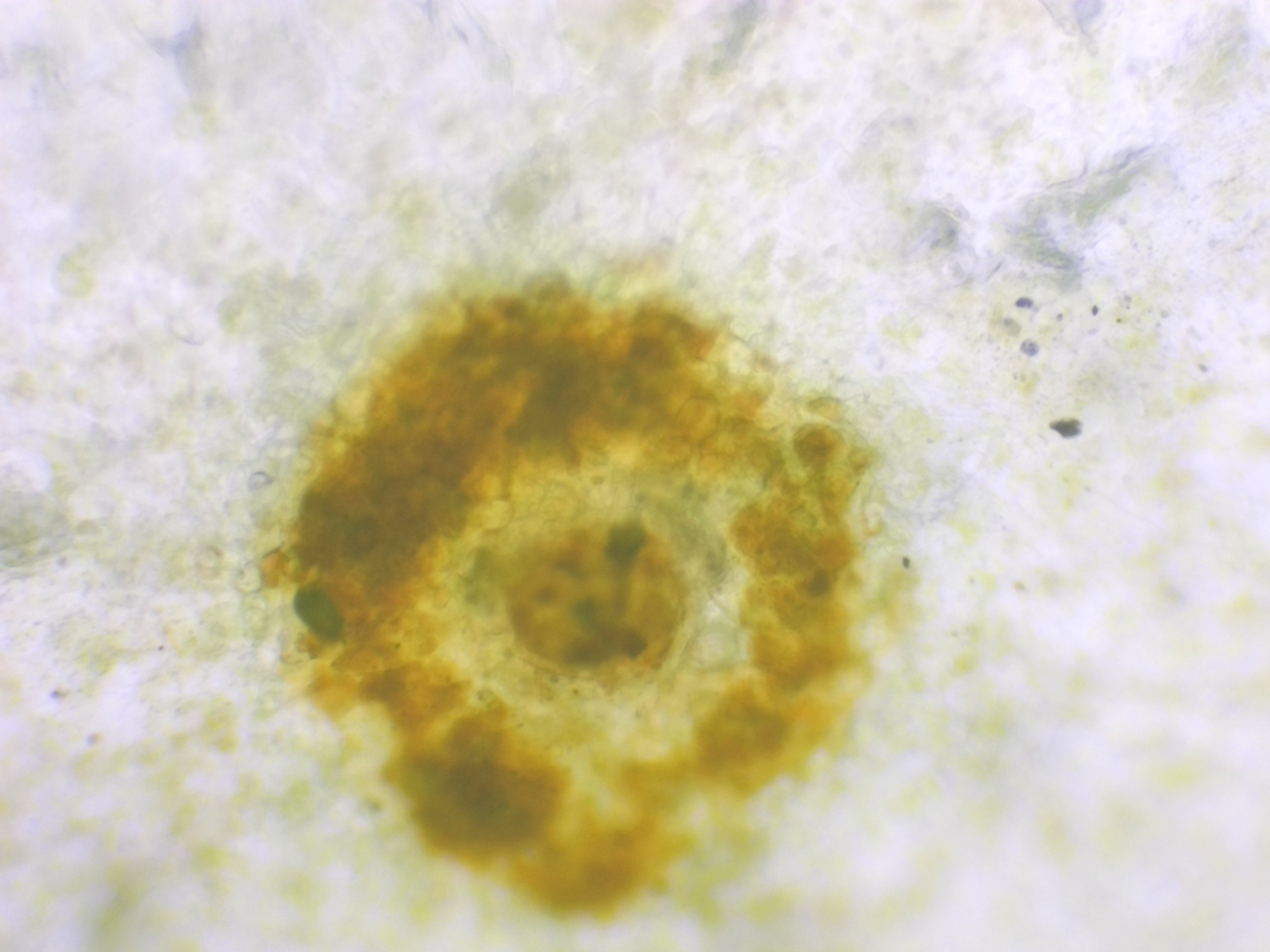 Photo d'un cercle pointer vert