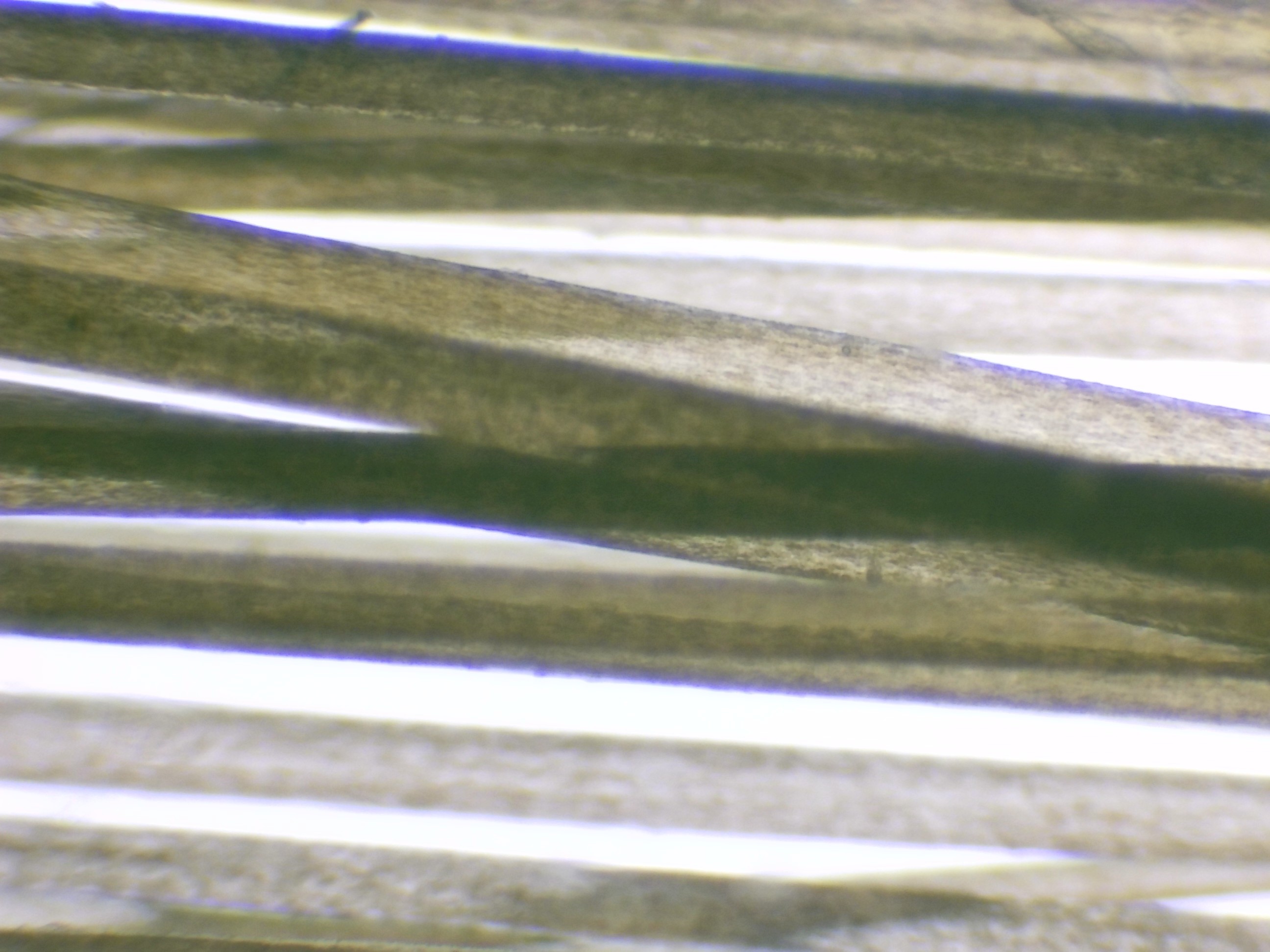 Gros plan de cheveux