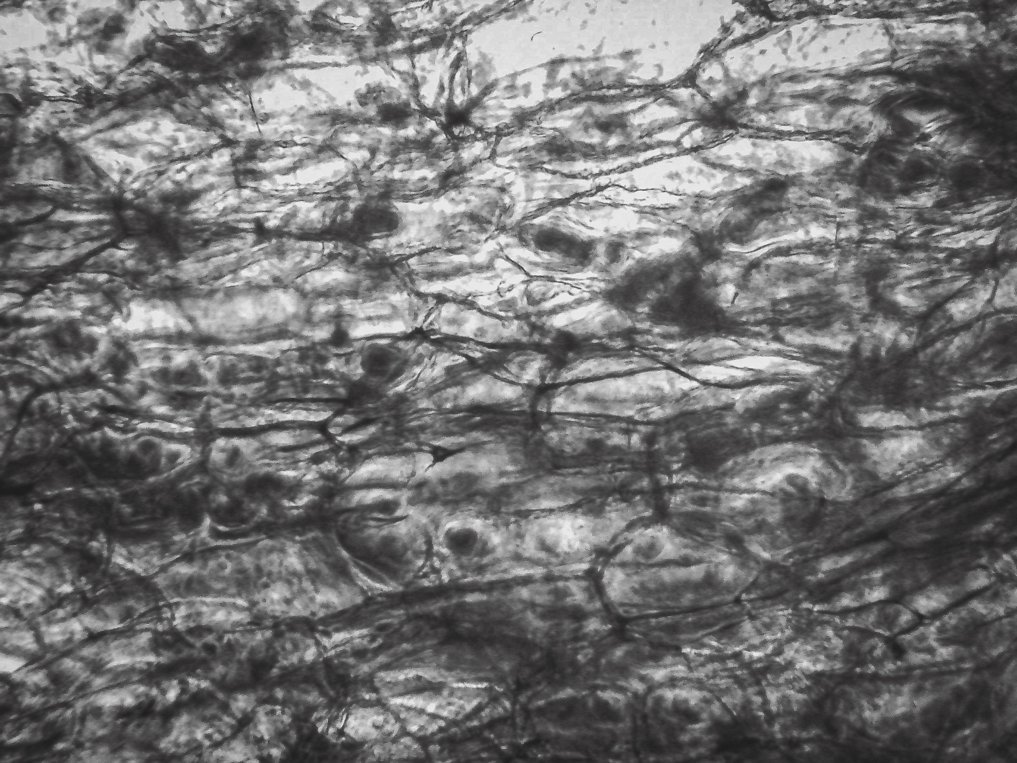 photo d'epiderme de raisin