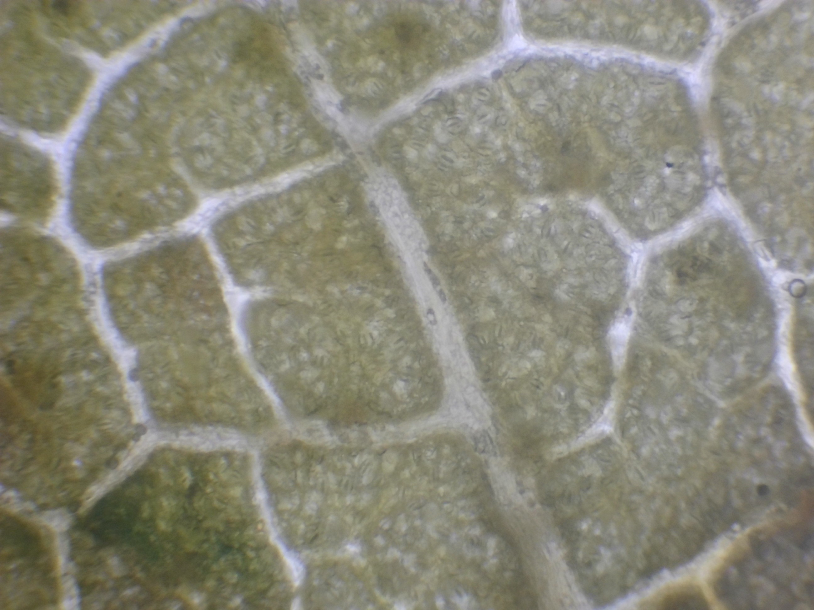 Feuille de bouleau à 100×