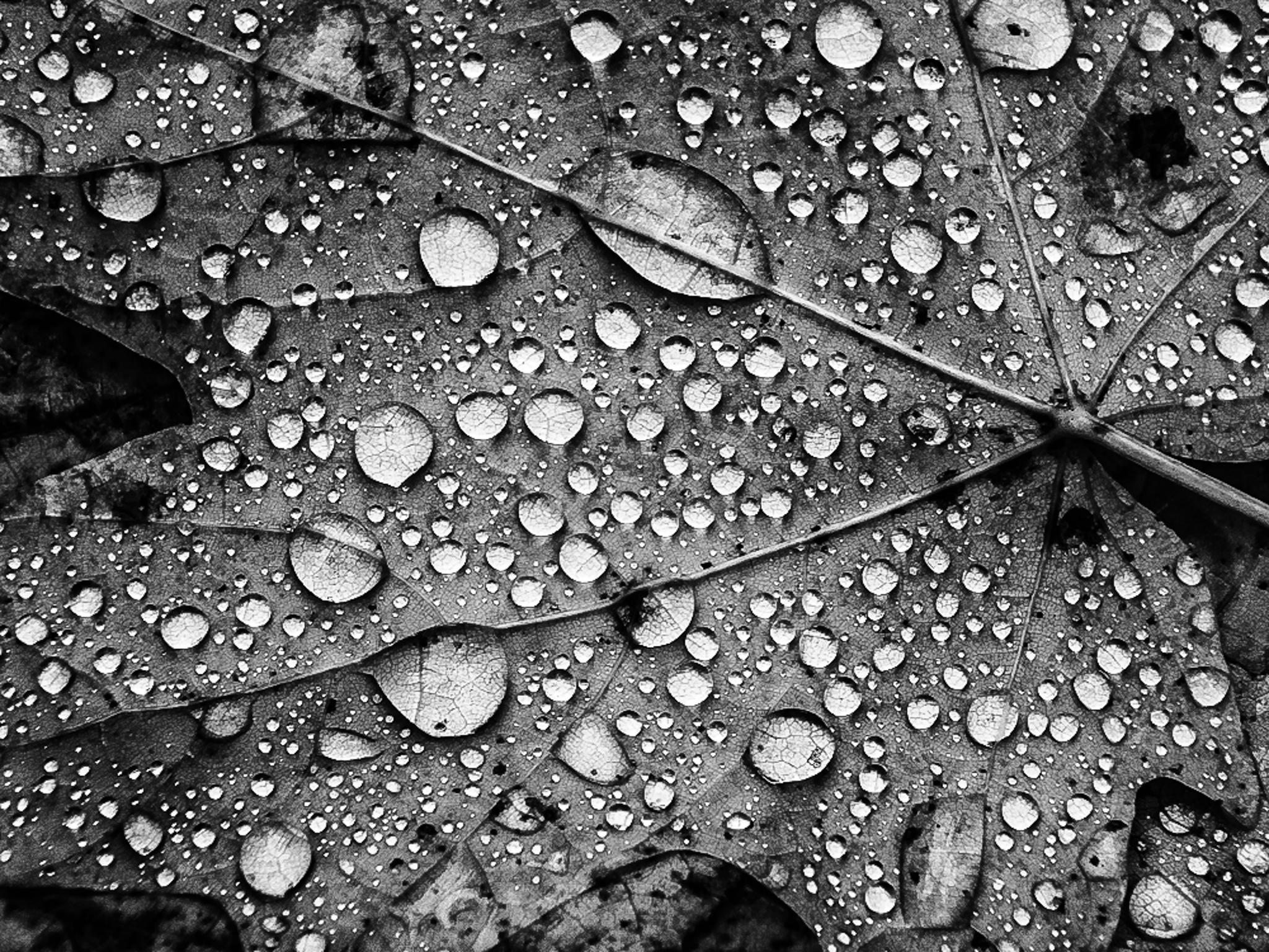 Photo de feuille d'erable