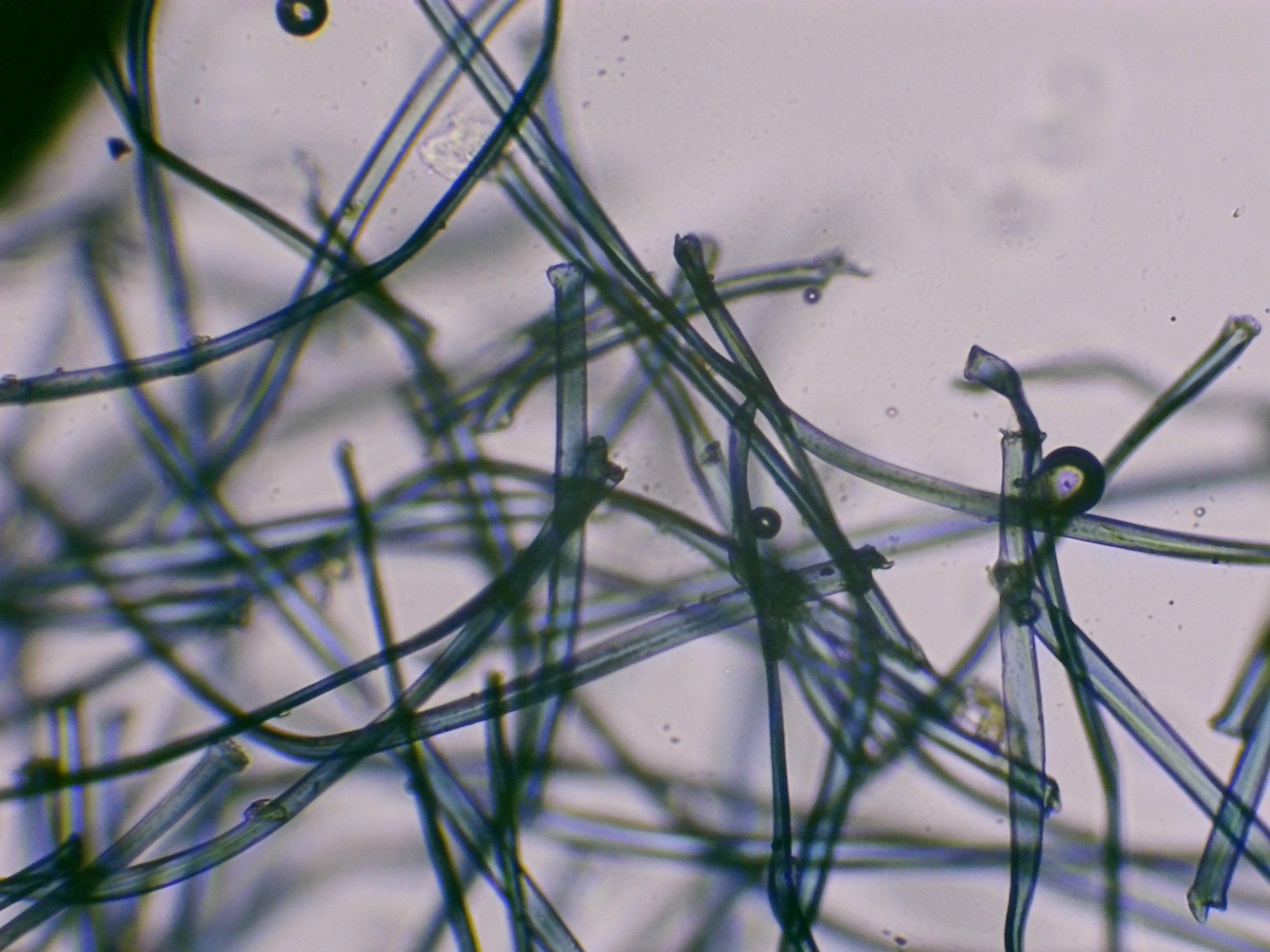 Fibre ou duvet de couverture