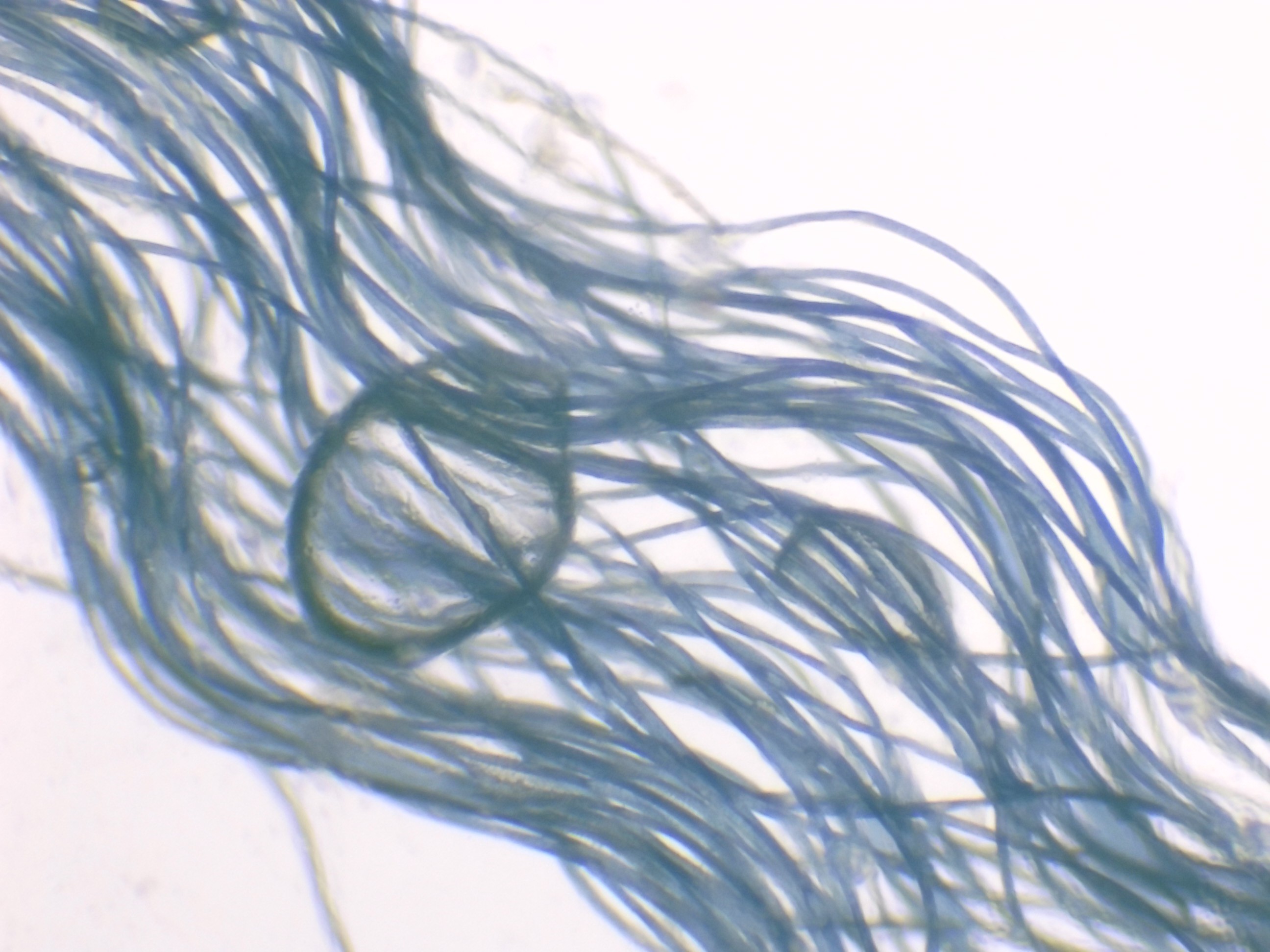 Fibre de chemise bleue