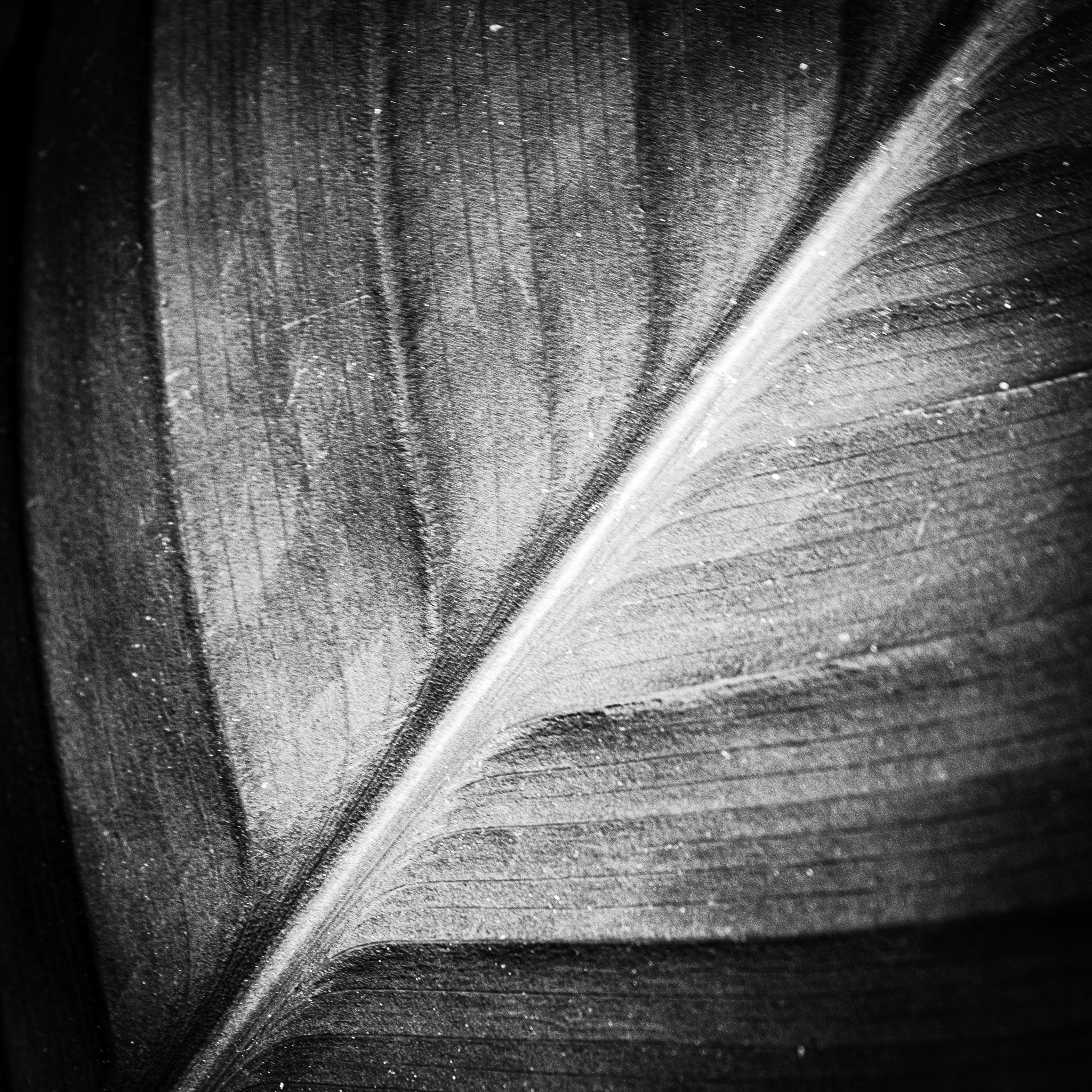 Photo de feuille de kena et texture