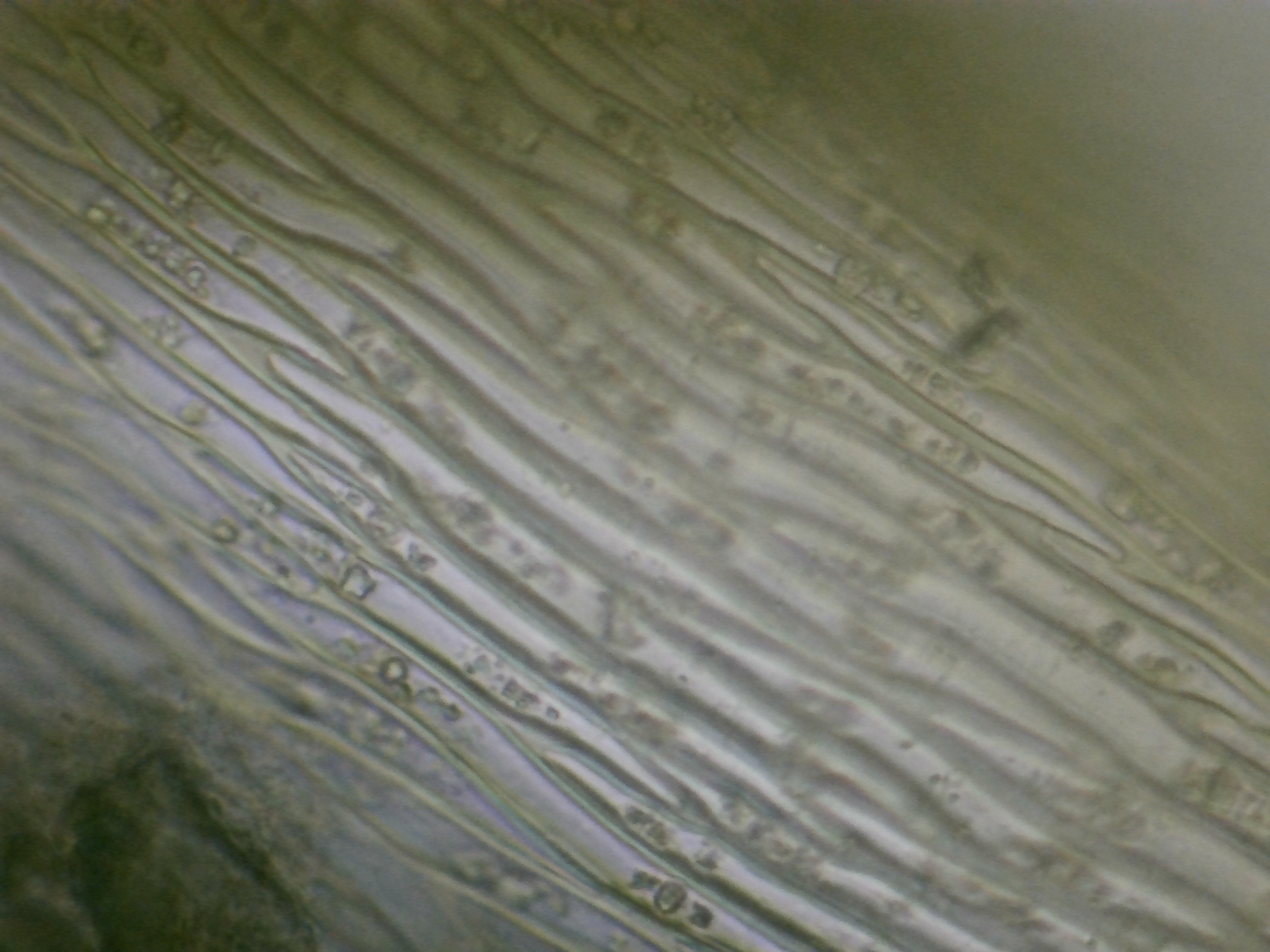 Feuille de mousseline