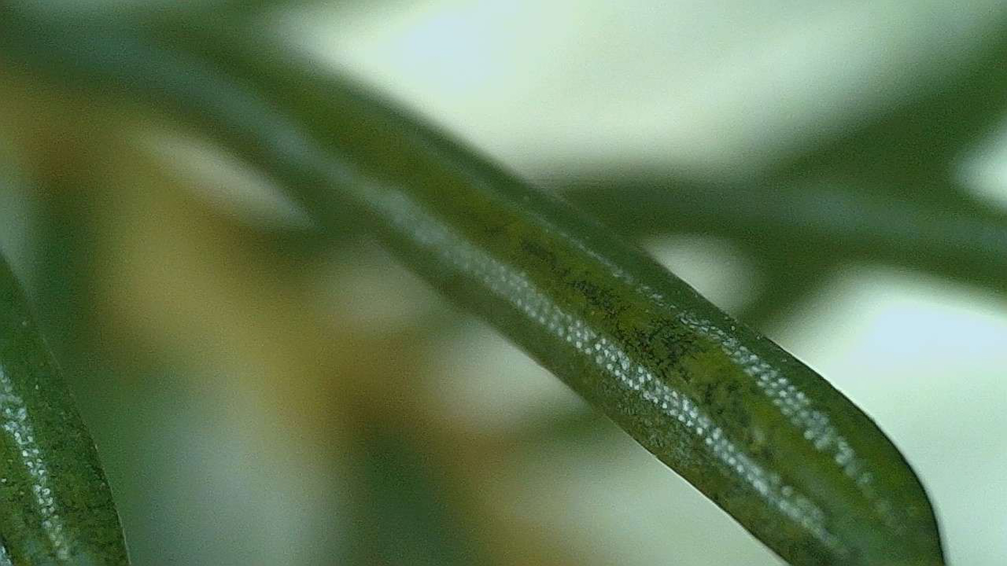 Photo de pine de pin grossie