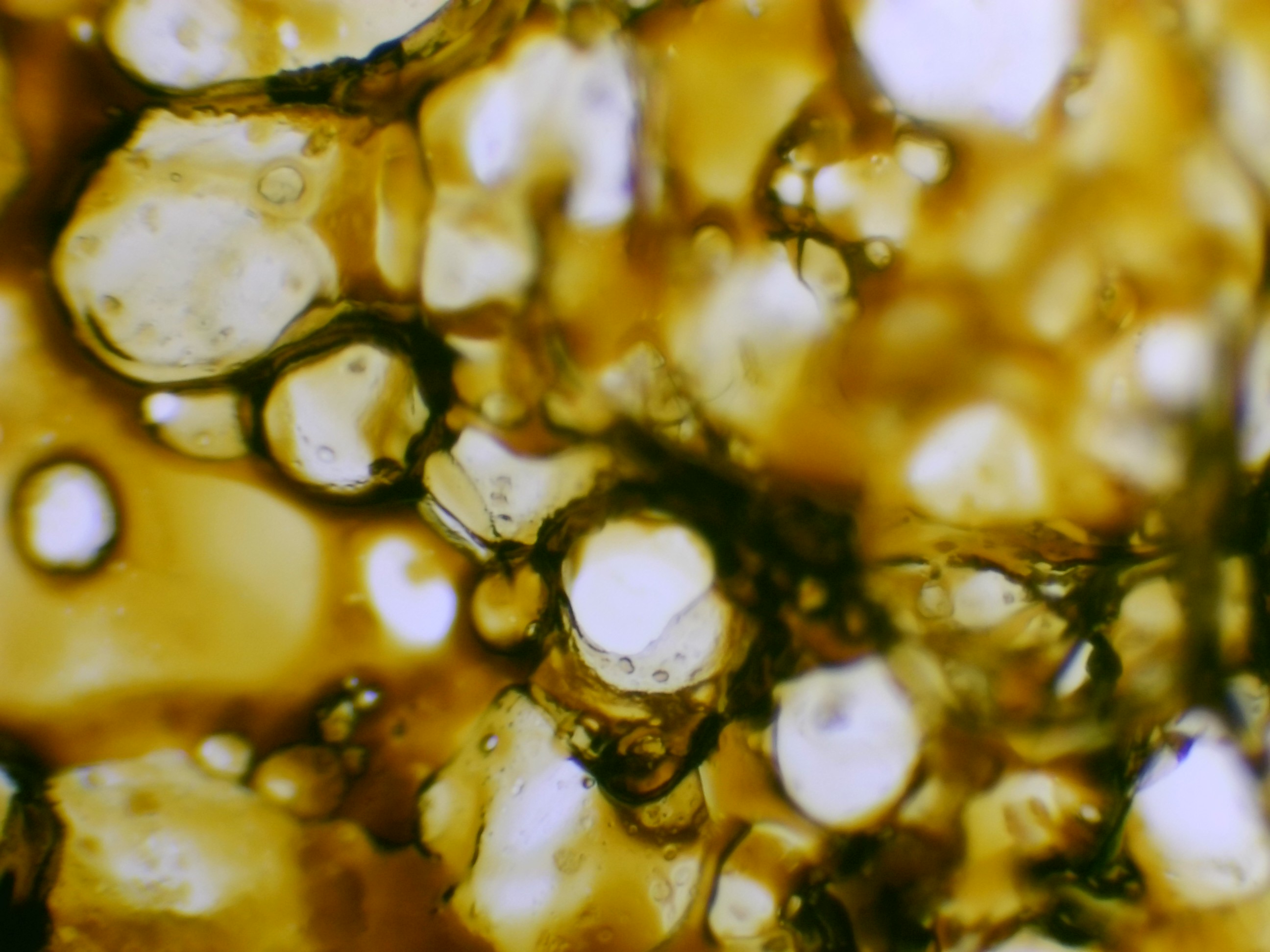 Salive déshydratée